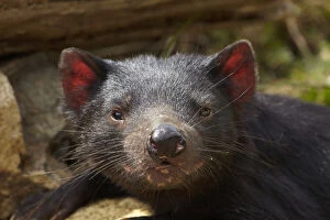 Tasmanian Devil (Sarcophilus harrisii), Tasman