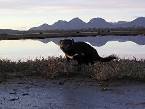 Tasmanian Devil - scavenging along the edge of lagoon