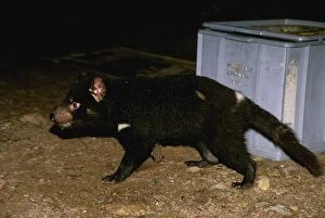 Tasmanian devil - Scavenging for food at camp ground