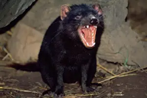 Jaws Prints: Tasmanian Devil - showing teeth - snarling in rage at adversary - Tasmania