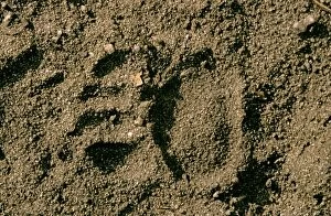 Tasmanian devil - spoor in sand; animals often scavenge the shoreline for carrion