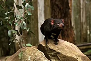 Tasmanian devil - Study animal standing on rock after release into native habitat. Tasmania, Australia PPC11245