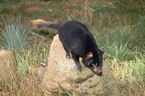 Tasmanian Devils Prints: Tasmanian Devil Tasmania Australia