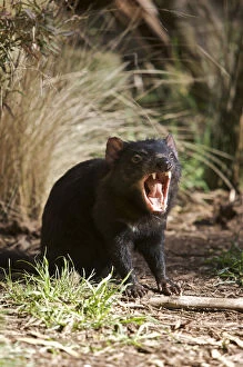 Fang Gallery: Tasmanian Devil at Trowunna Wildlife Sanctuary