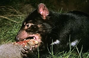 Images Dated 17th March 2008: Tasmanian devil - young animal eating. Older animals carry many scars from fighting