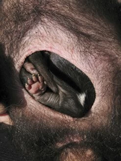 Attached Gallery: Tasmanian Devil - young attached to teats in pouch