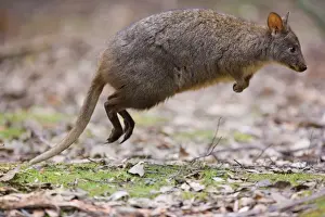 Jumping Prints: Tasmanian Pademelon - action shot of an adult in the proces of jumping kangaroo style using only its strong hind legs