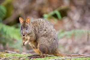 Images Dated 17th December 2008: Tasmanian Pademelon - adult sitting on its hind legs in lush temperate rainforest