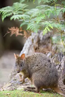 Tasmanian Pademelon - adult sitting on its hind legs beneath the leaves of a fern in lush temperate rainforest - Mount Field National Park, Tasmania, Australia