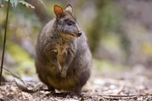 Tasmanian Pademelon - adult standing on its hind legs in lush temperate rainforest