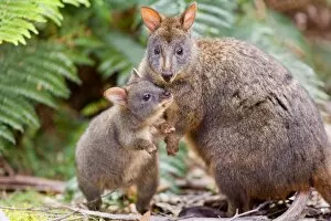 Images Dated 17th December 2008: Tasmanian Pademelon - female adult and weaned young in lush temperate rainforest