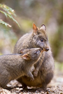 Images Dated 17th December 2008: Tasmanian Pademelon - female adult and weaned young in lush temperate rainforest