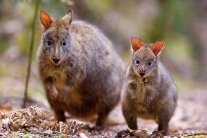 Marsupials Gallery: Tasmanian Pademelon - female adult and weaned young in rainforest