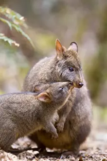 Tasmanian Pademelon - female adult and weaned young in lush temperate rainforest. The child wants to have contact with mother and sticks its nose close to hers. A cute mother and child shot - Mount Field National Park, Tasmania, Australia