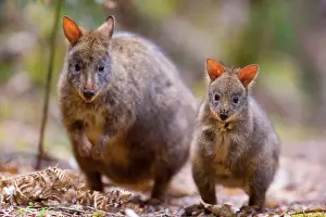 Marsupials Prints: Tasmanian Pademelon - female adult and weaned young in lush temperate rainforest