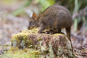 Tasmanian Pademelon - young one sitting on a moss-covered tree stump
