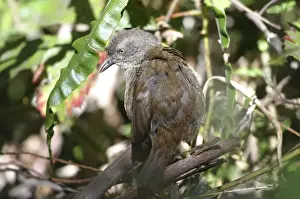 Scrubwren Prints: Tasmanian Scrubwren - sunbathing - Endemic to Tasmania