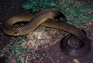 Tasmanian tiger snake - dangerous