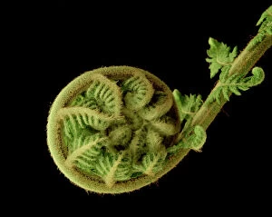 Tasmanian tree fern / Soft tree fern / Man fern - Unfolding new frond