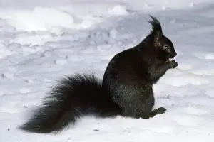Tassel Eared Prints: Tassel-eared Squirrel - in winter - USA