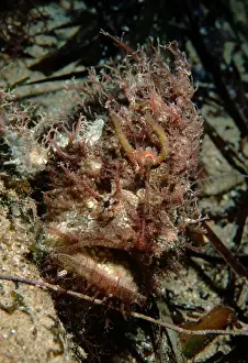 Anglerfishes Prints: Tasseled Anglerfish, Rhycherus filamentosus