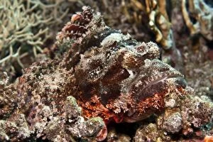 Images Dated 18th September 2007: Tasseled Scorpionfish - Red Sea