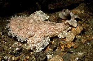Wobbygong Prints: Tasseled Wobbygong Shark - Only found in the tropics this shark like it's southern cousins is a bottom dweller
