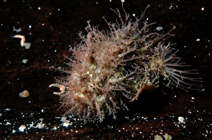 Images Dated 8th October 2007: Tasselled Anglerfish - juvenile about 2 cm long, Edithburgh, Yorke Peninsula