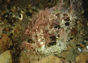 Anglerfishes Prints: Tasselled Anglerfish - juvenile, Edithburgh, Yorke Peninsula, South Australia TED00172