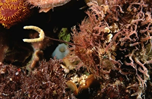 Images Dated 8th October 2007: Tasselled Anglerfish - showing fishing lure (Esca), Edithburgh, Yorke Peninsula