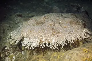 Puzzle Prints: Tasselled Wobbegong Shark