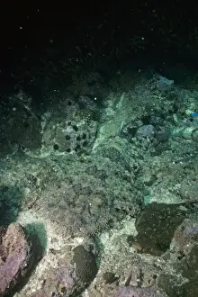Wobbegong Prints: Tasselled Wobbegong Shark - camouflaged against sea floor Australia, Papua New Guinea