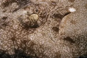 Wobbegong Prints: Tasselled Wobbegong Shark - eye Australia