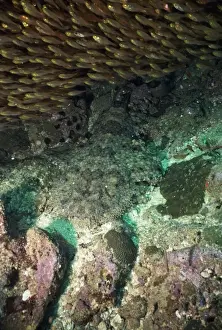 Wobbegong Prints: Tasselled Wobbegong Shark Papua New Guinea, Australia