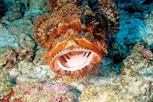 Tassled scorpionfish - mouth open facing camera