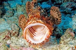 Tassled scorpionfish - mouth wide open facing camera