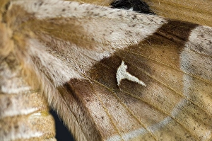 Images Dated 5th February 2007: Tau emperor - Close-up of Wings of female