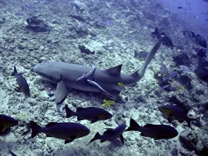 Fiji Prints: Tawney Nurse / Sleeper Shark - Ground feeding