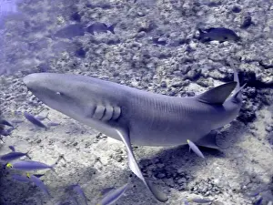Tawney Nurse / Sleeper Shark Shark Reef, Fiji Islands
