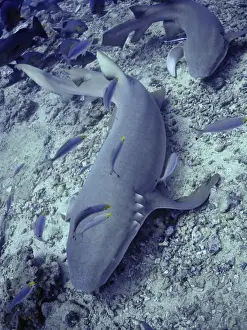 Tawney Nurse / Sleeper Shark Shark Reef, Fiji