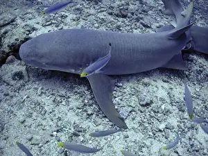 Tawney Nurse / Sleeper Sharks - Harmless unless molested, Grows to 3 meters Shark Reef, Fiji Islands