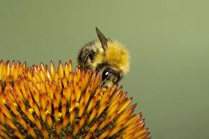 Tawny Bumblebee - feeding on Echinacea flower