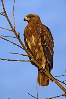 Aquila Gallery: Tawny Eagle, Aquila rapax, Masai Mara Game