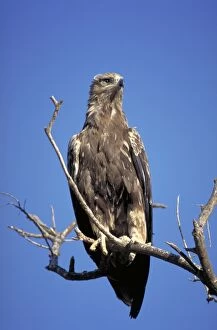 Tawny Eagle - Perched high in a tree