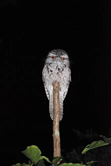 Images Dated 28th July 2012: Tawny Frogmouth