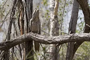 Tawny Frogmouth in camouflage pose Three subspecies in Australia inhabiting open woodland and most other habitat types. Probably Australia's best known nocturnal bird. At the Broome Bird Observatory, Western Australia