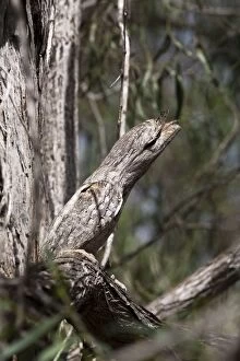 Camouflage Feature Collection: Tawny Frogmouth among jumble of branches Three subspecies in Australia inhabiting open woodland