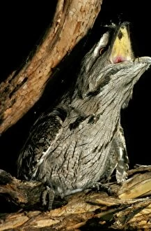 Tawny frogmouth (Podargus strigoides) swallowing