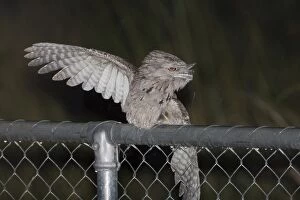 Images Dated 1st March 2006: Tawny Frogmouth rain bathing This common well known Frogmouth is found in a wide variety of