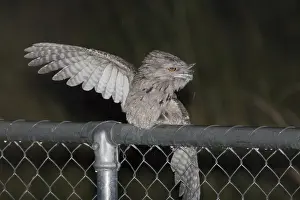 Rain Prints: Tawny Frogmouth rain bathing This common well known Frogmouth is found in a wide variety of habitats right throughout